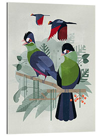 Gallery print Turacos