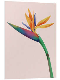 Foam board print Strelitzia