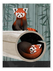 Wandbild  Roter Panda - Dieter Braun