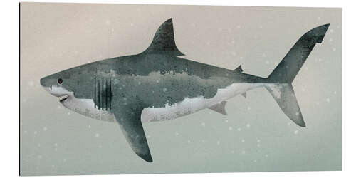 Galleriprint Megalodon