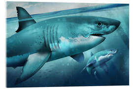 Akrylglastavla White Shark