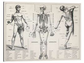 Alubild Der Menschliche Körper und das Skelett