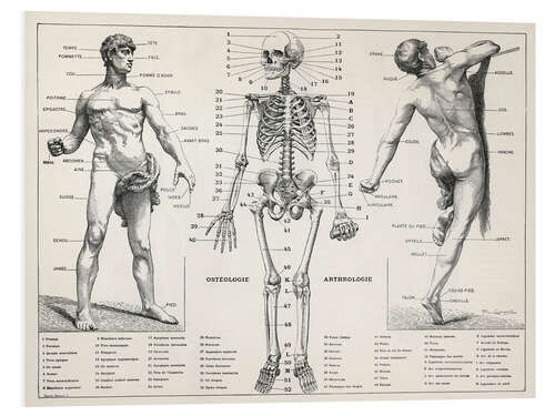 Tableau en PVC The Human Body and Skeleton