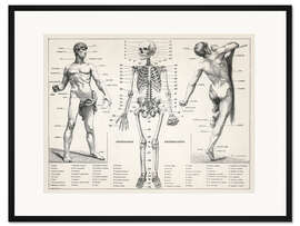 Gerahmter Kunstdruck Der Menschliche Körper und das Skelett