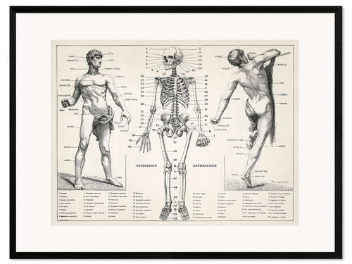 Ingelijste kunstdruk The Human Body and Skeleton