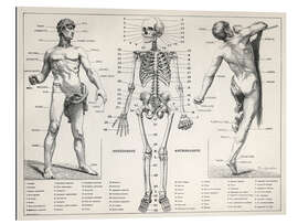 Gallery print The Human Body and Skeleton