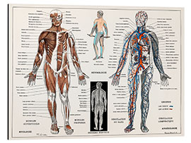 Aluminium print Human Nervous &amp; Muscular System (French)