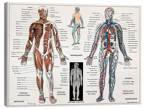 Canvas print Human Nervous & Muscular System (French)