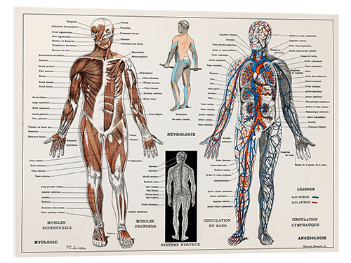 PVC print Human Nervous & Muscular System (French)