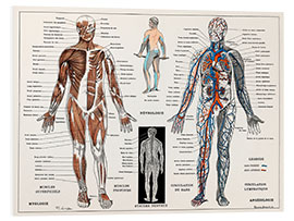 Tableau en PVC Human Nervous &amp; Muscular System (French)