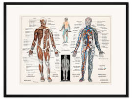 Gerahmter Kunstdruck Das Menschliche Nerven- und Muskelsystems (französisch)