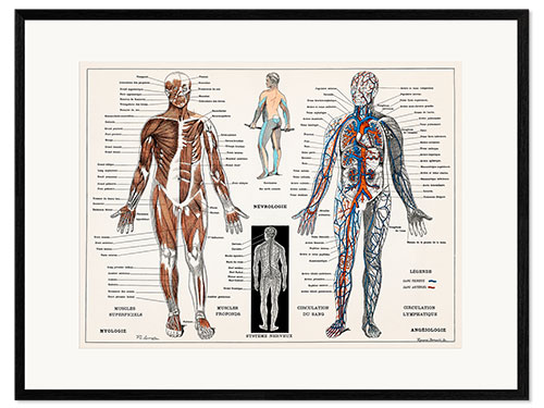 Innrammet kunsttrykk Human Nervous & Muscular System (French)