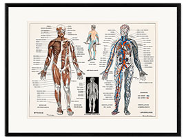 Framed art print Human Nervous &amp; Muscular System (French)