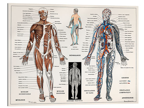 Gallery print Human Nervous & Muscular System (French)