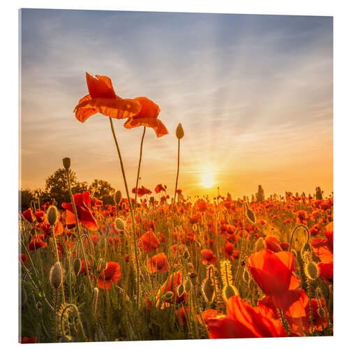 Acrylic print Poppies in the Sunset