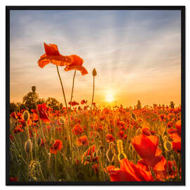 Gerahmter Kunstdruck Mohnblumen im Sonnenuntergang