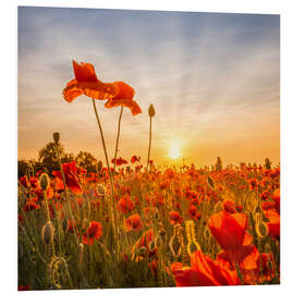 Print på skumplade Poppies in the Sunset