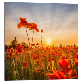 Gallery print Poppies in the Sunset