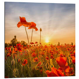 Magnettafel Mohnblumen im Sonnenuntergang