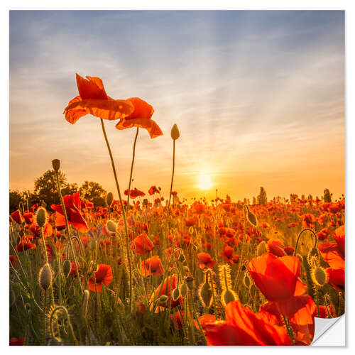 Sisustustarra Poppies in the Sunset