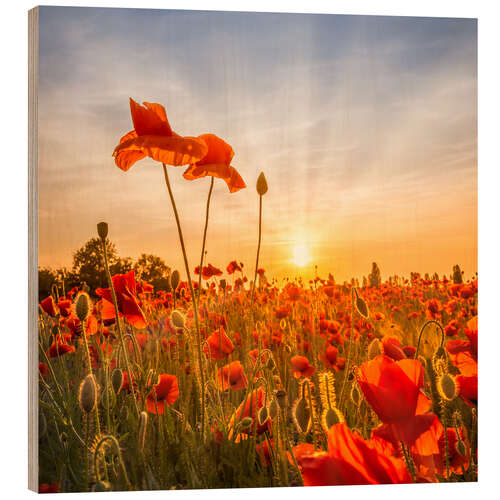 Quadro de madeira Poppies in the Sunset