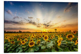 Obraz na aluminium Sunflower Field in the Sunset