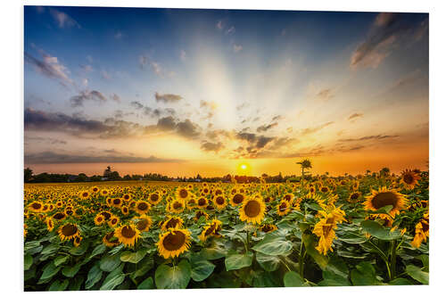 PVC-taulu Sunflower Field in the Sunset