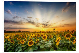 Foam board print Sunflower Field in the Sunset