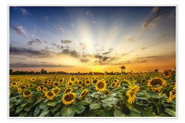 Poster Sonnenblumenfeld im Sonnenuntergang
