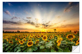 Naklejka na ścianę Sunflower Field in the Sunset