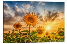 Aluminium print Sunset Over a Field of Sunflowers