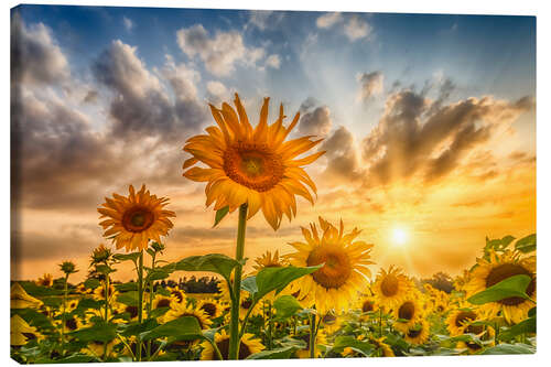 Lienzo Sunset Over a Field of Sunflowers