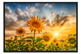 Gerahmter Kunstdruck Sonnenuntergang über einem Sonnenblumenfeld