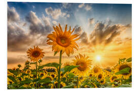 Foam board print Sunset Over a Field of Sunflowers