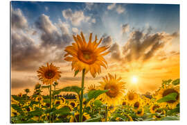 Gallery print Sunset Over a Field of Sunflowers