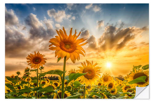 Naklejka na ścianę Sunset Over a Field of Sunflowers