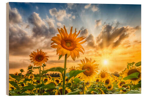 Wood print Sunset Over a Field of Sunflowers