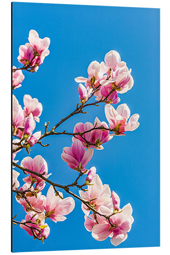 Aluminium print Magnolia Blossoms