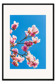 Gerahmter Kunstdruck Magnolien in der Magnolienblüte