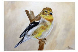 Foam board print American Goldfinch Portrait