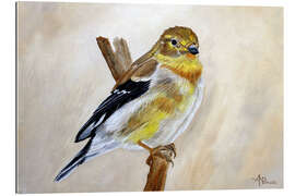 Gallery print American Goldfinch Portrait