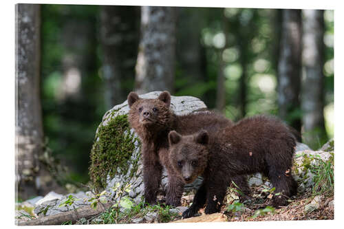 Quadro em acrílico Bear Gang