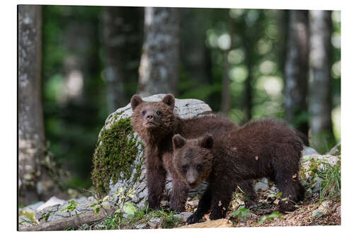 Tableau en aluminium Bear Gang