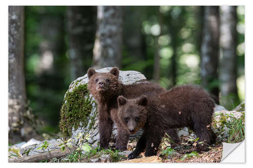 Naklejka na ścianę Bear Gang