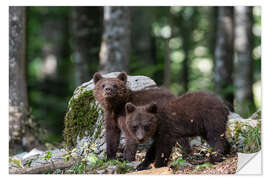 Vinilo para la pared Bear Gang