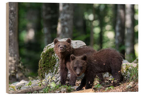 Wood print Bear Gang