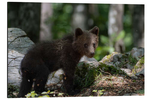 Aluminium print Bear Cub