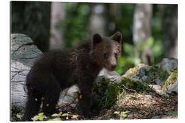 Gallery print Bear Cub