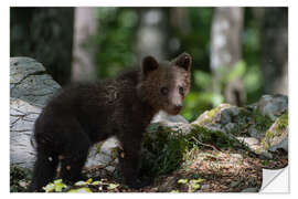 Naklejka na ścianę Bear Cub