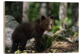 Trebilde Bear Cub